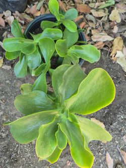 Planta
