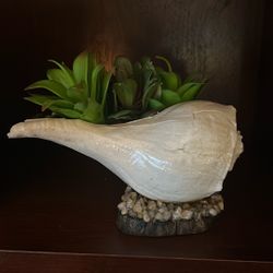 Seashell From The Beaches Of Hawaii