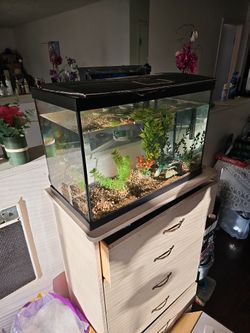 Large Fish tank + Filter