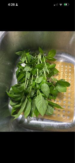 Free basil