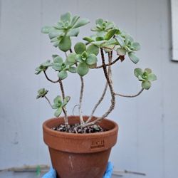 plants