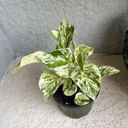 Pothos  Marble Queen Plant 