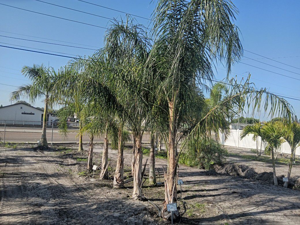 Cold Hardy Palm Trees 12 Ft Tall Delivered And Planted