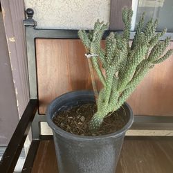 Beautiful Cactus 🌵 