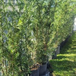 Beautiful Podocarpus Plants For Inmediate Privacy!!! 6 Feet Tall!! Fertilized 