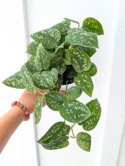 Scindapsus Pictus Argyraeus Silver Satin Pothos Plant 4" Pot - Indoor House Plants