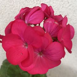 Geranium Plant, In 1 Gallon Pot Pick Up Only