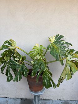 Monstera Thai Con