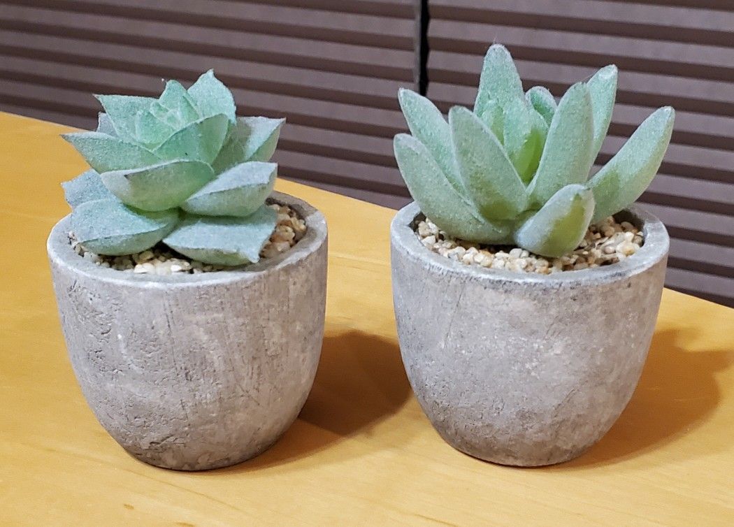 Little Succulents Lot