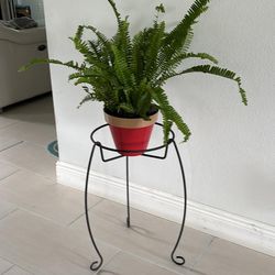 Plant Stand With Boston Ferns Plants Both $15