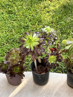 Plants 