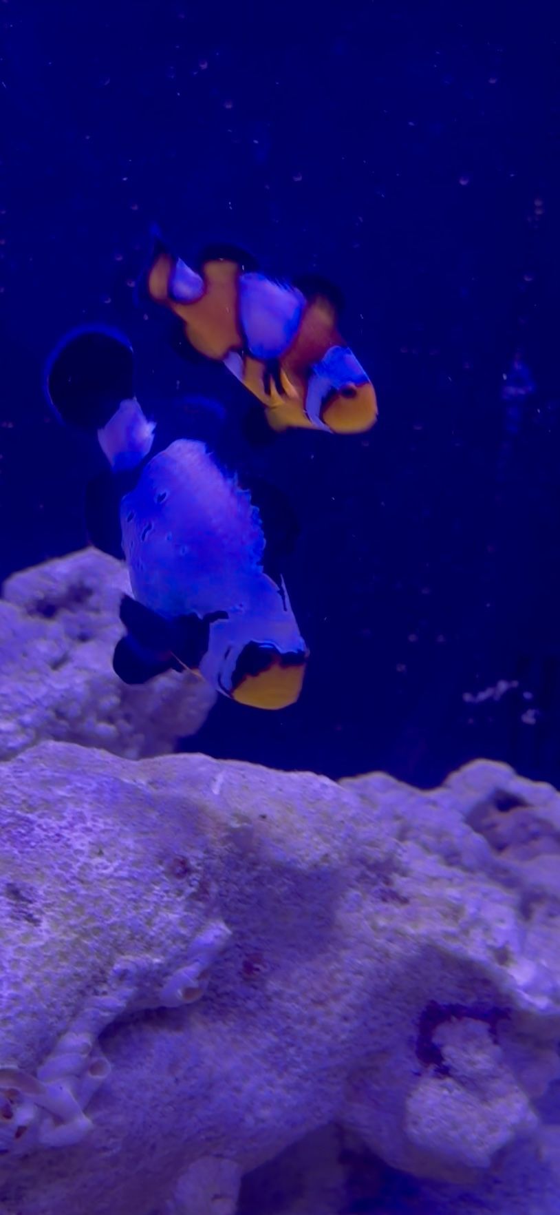 Pair Clown Fish