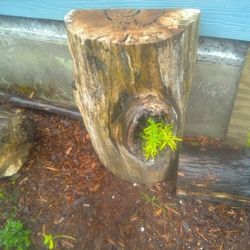 Log Wood Planters