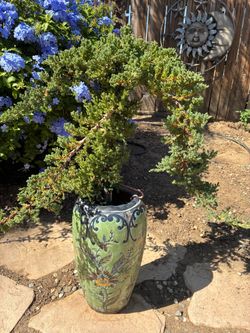 Bonsai Migi style Japanese garden Juniper 18 inch long hand paint pot $150 Bonsai Migi style Japanese garden Juniper 18 inch long hand paint pot $150