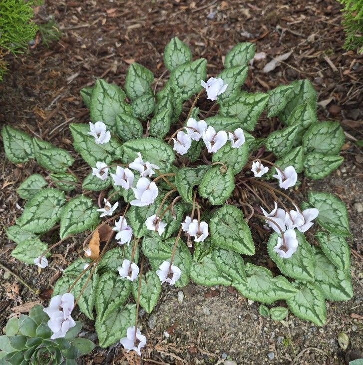 Cyclamen