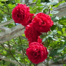 🌹 Don Juan Climbing Rose – Giant 6-Foot Beauty | $166