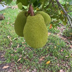 Jackfruit trees