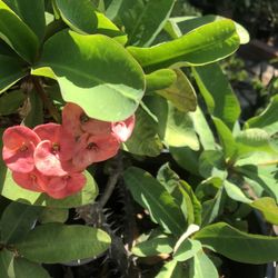 Crown Of Thorns