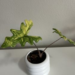 Alocasia Jacklyn Variegated
