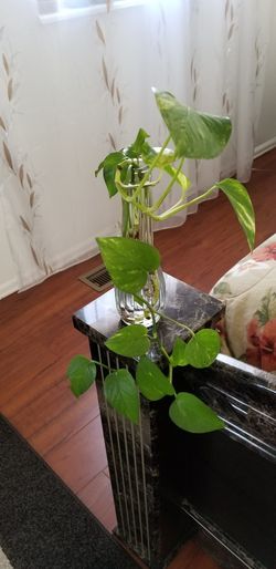 epipremnum aureum money plant