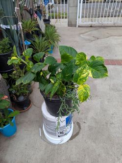 Pothos