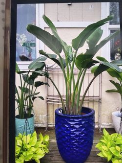 Beautiful 5ft white bird paradise plants