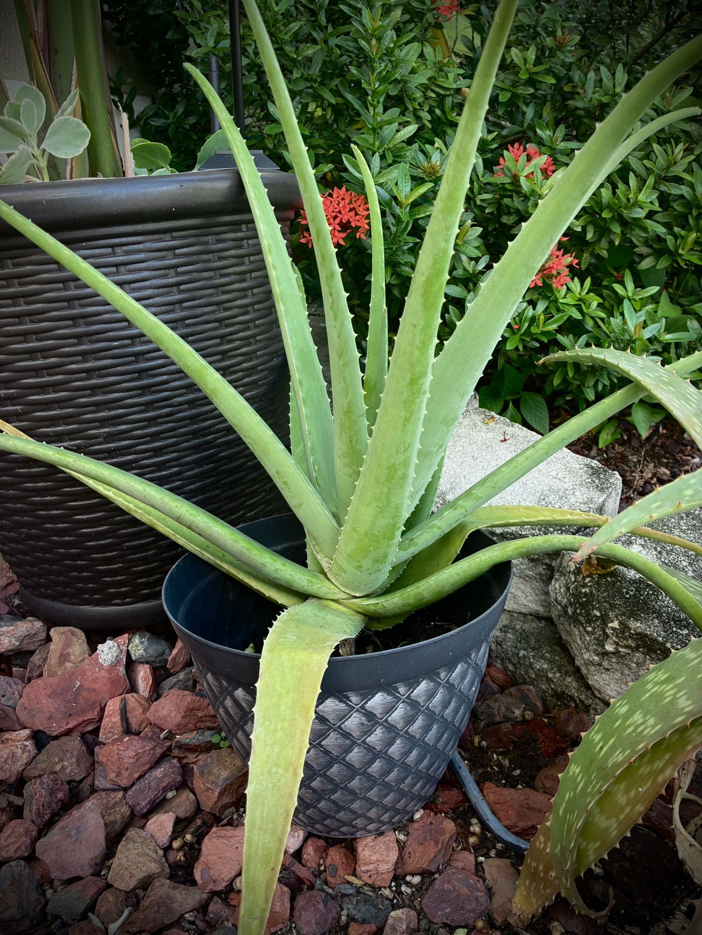 Nice Large Aloe Vera W/Brand New Pot