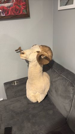 Large Taxidermy Wild Goat Shoulder Mount – Full Curl Horns
