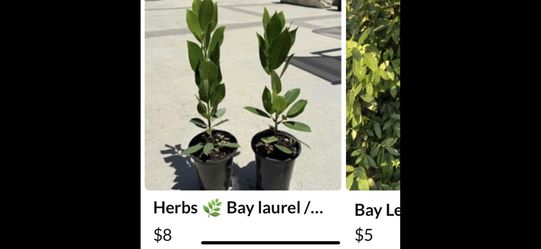 Si Tienes Arbolitos De Laurel Para La Comida En San Bernardino Por Favor Comunícate Con Migo Quiero Comprar Uno