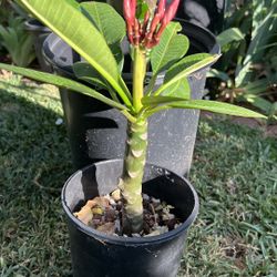 Plumeria 