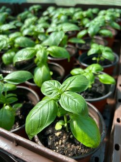 Basil Plants
