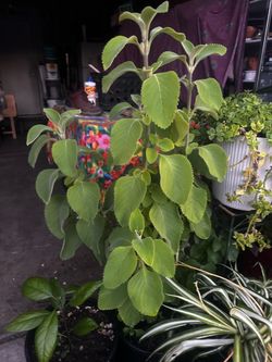 Planta de orégano orejón grande en maceta de 5 galones