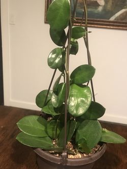 Hoya Australis Plant