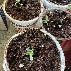 Plants 