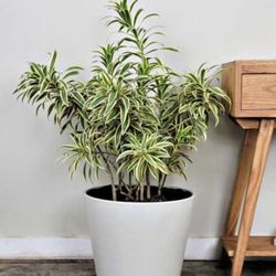 Dracaena reflexa 'Variegata' 