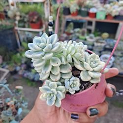 Variegated Succulent 