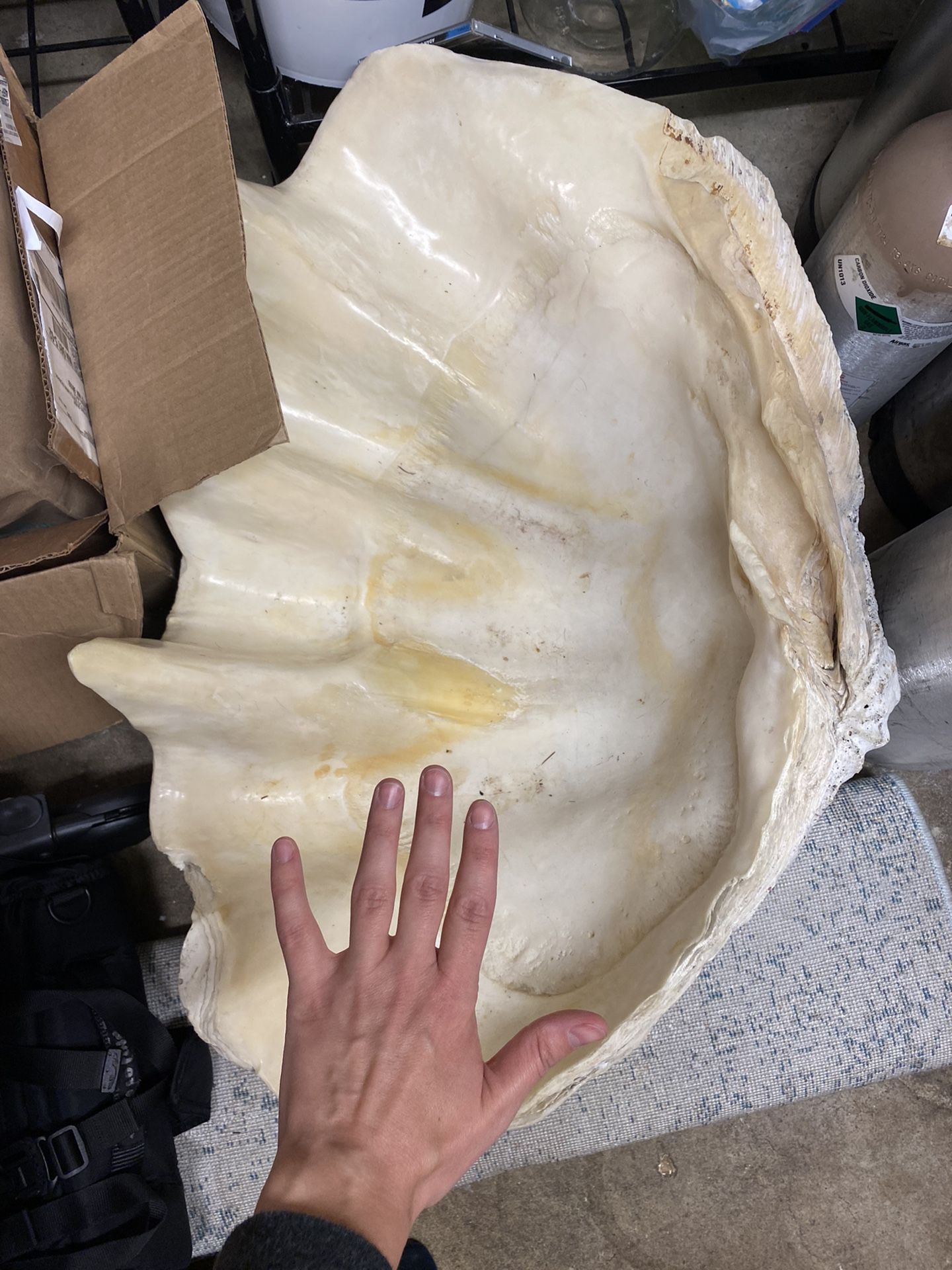 Giant Clam shell
