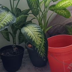 House Plants 