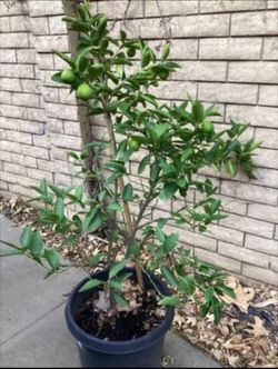 Alder & Oak Bearss Lime Tree