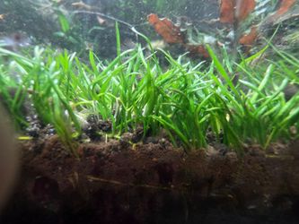 Microswords Aquarium Plant
