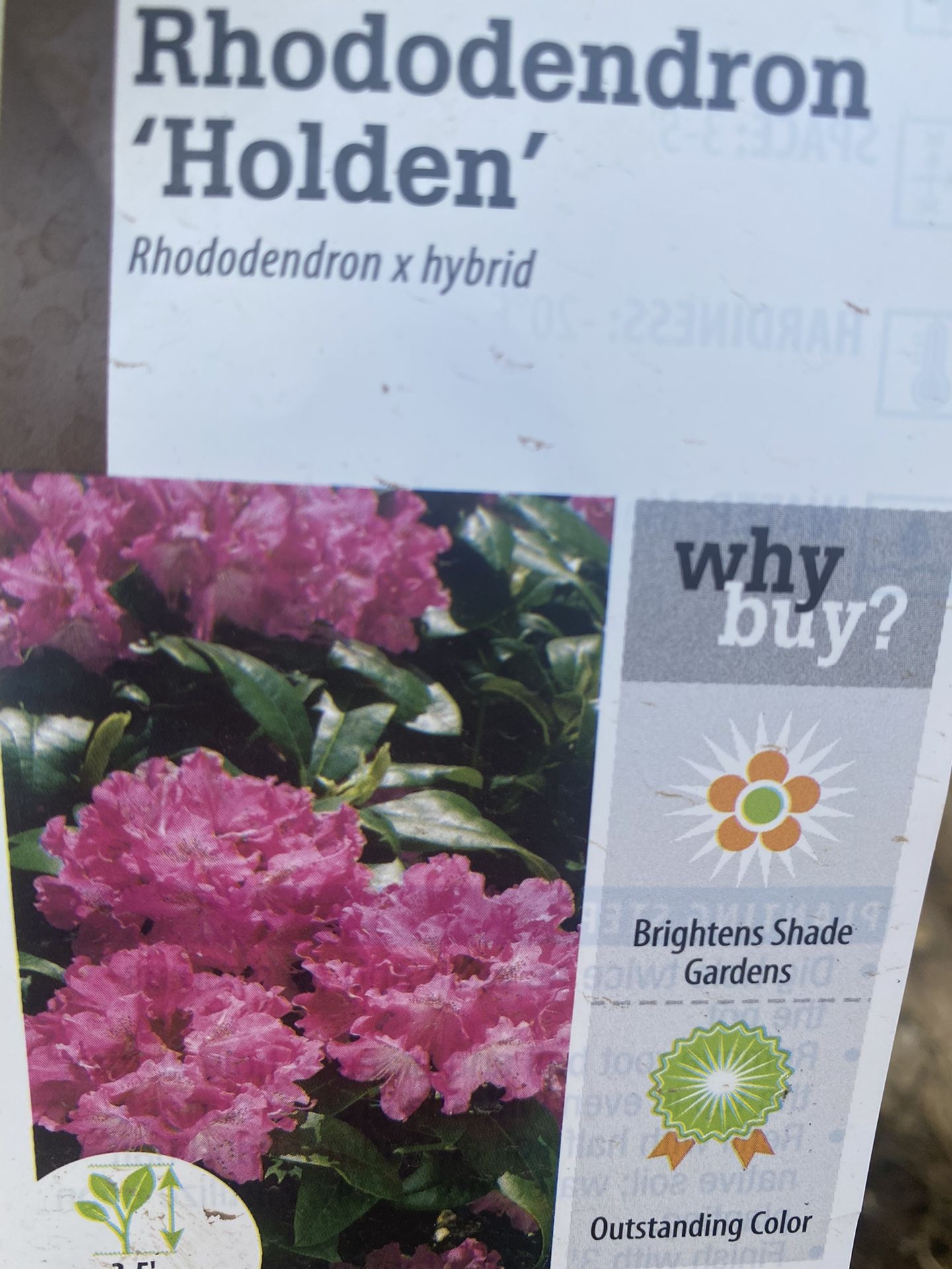 Rhododendron Plant