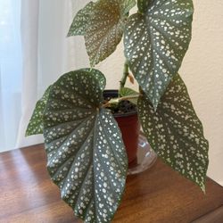 Angel Wing Begonia In 6inch Pot