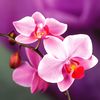 Flor