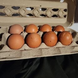 Fresh Chicken Eggs