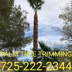 Palm Tree Trimming 