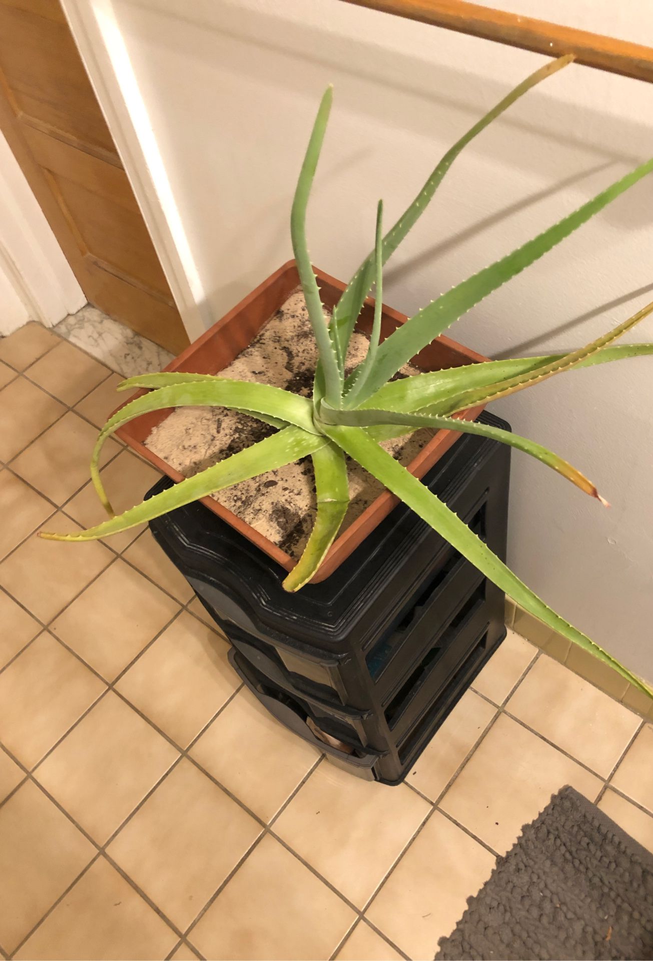 Large Aloe Plant with Large Pot