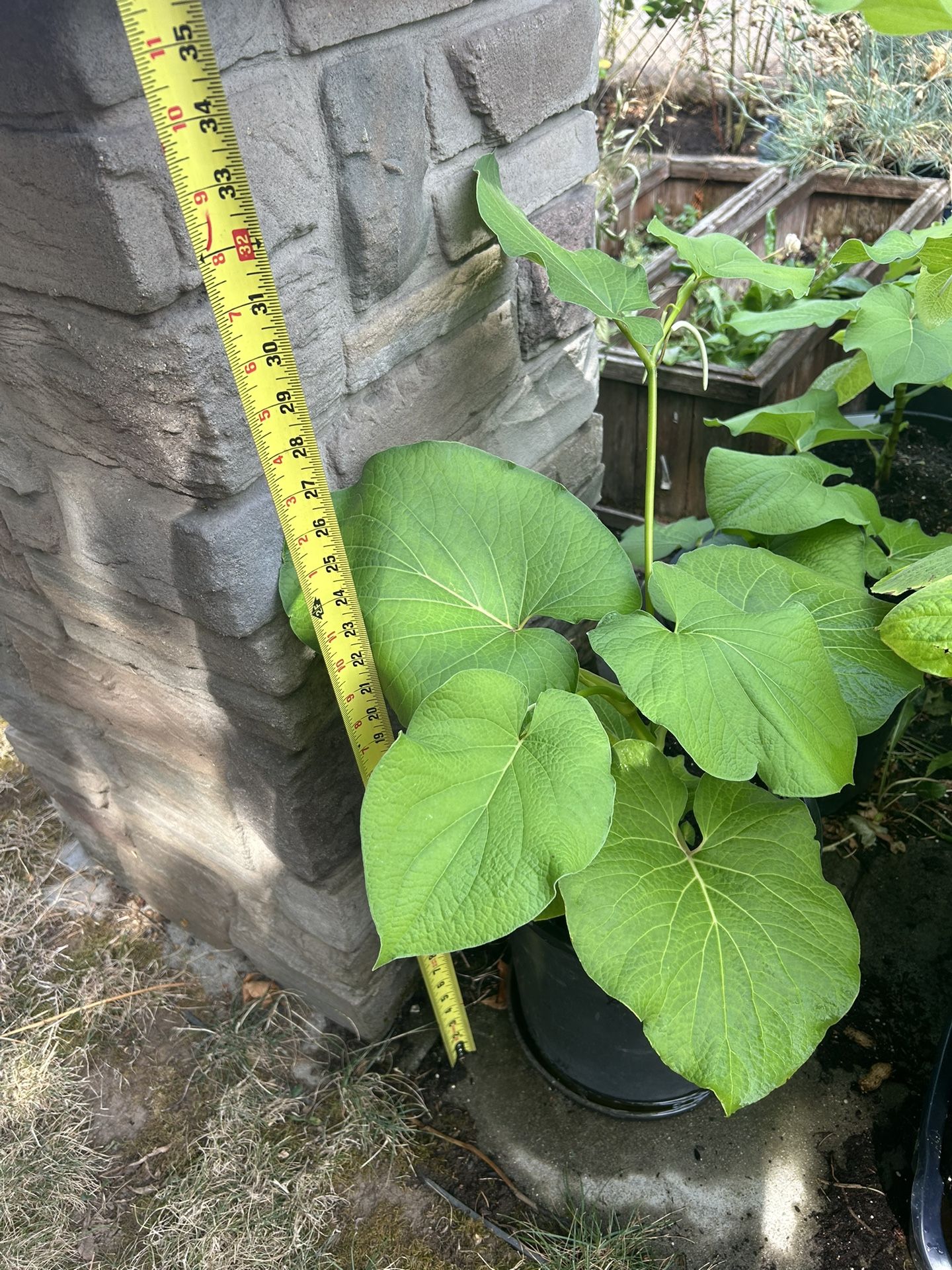 Hierba Santa , Orégano , Romero Y Ruda