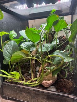 RED EYED TREE FROG SETUP