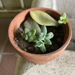 Assortment Of Baby Succulent 