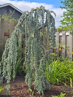 Weeping Blue Atlas Cedars